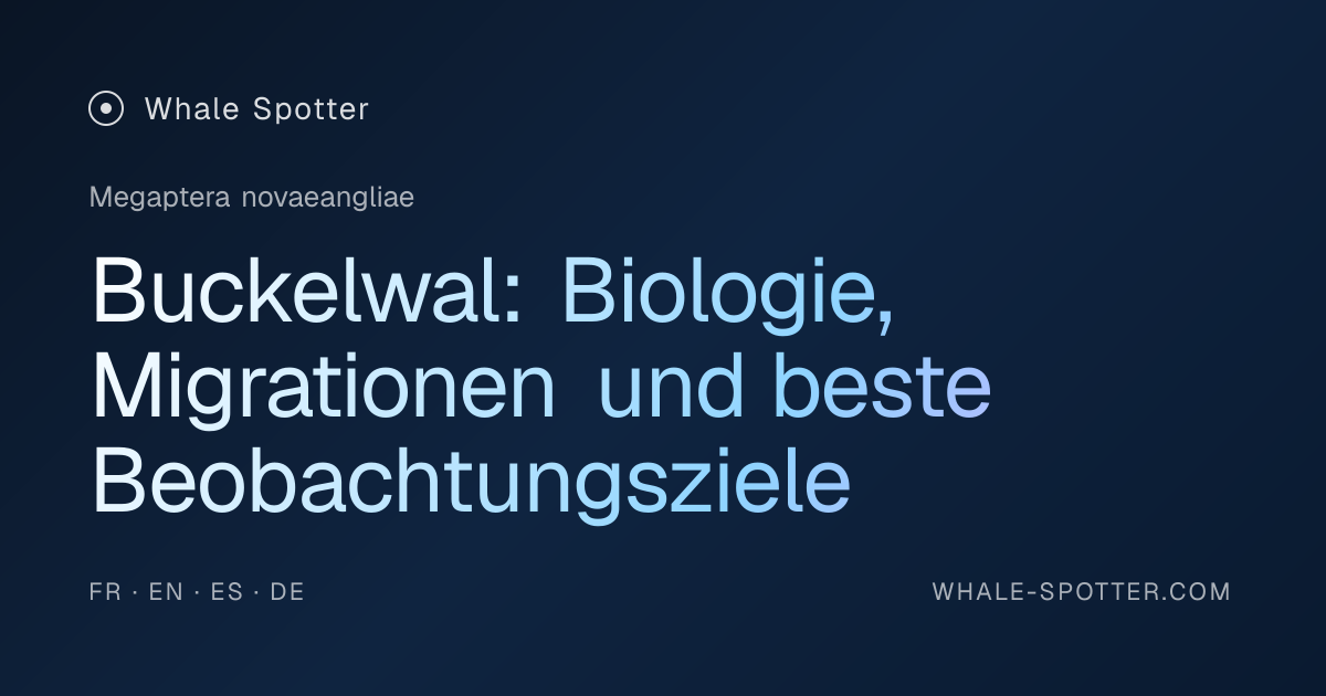 Buckelwal: Vollständiger Beobachtungsleitfaden | Whale Spotter · Whale ...