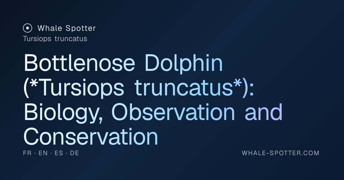 Bottlenose Dolphin (Tursiops truncatus): Complete Guide · Whale Spotter