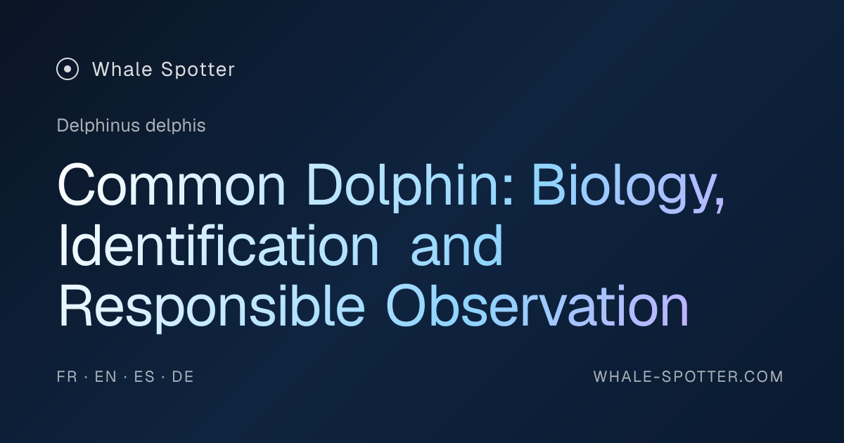 Common Dolphin (Delphinus delphis): Complete Guide · Whale Spotter