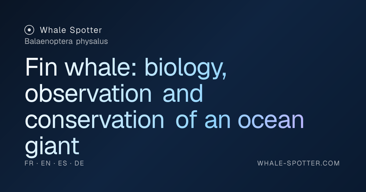 Fin whale: identification, spots and ethical observation · Whale Spotter