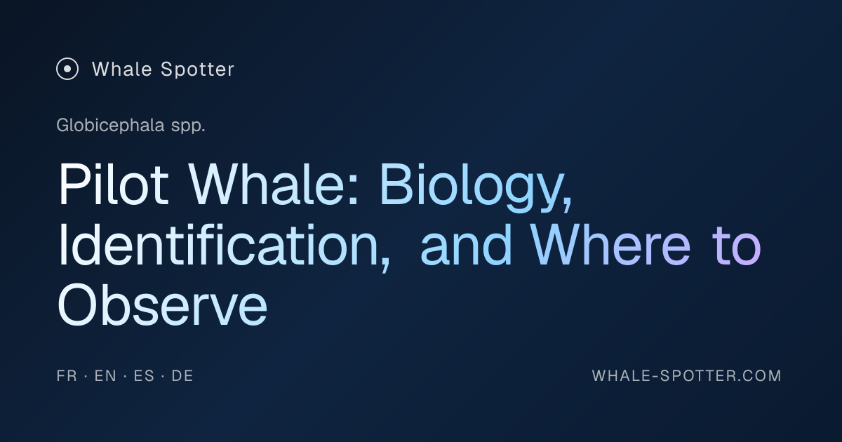 Pilot Whale: Identification, Behavior, and Observation Spots · Whale ...