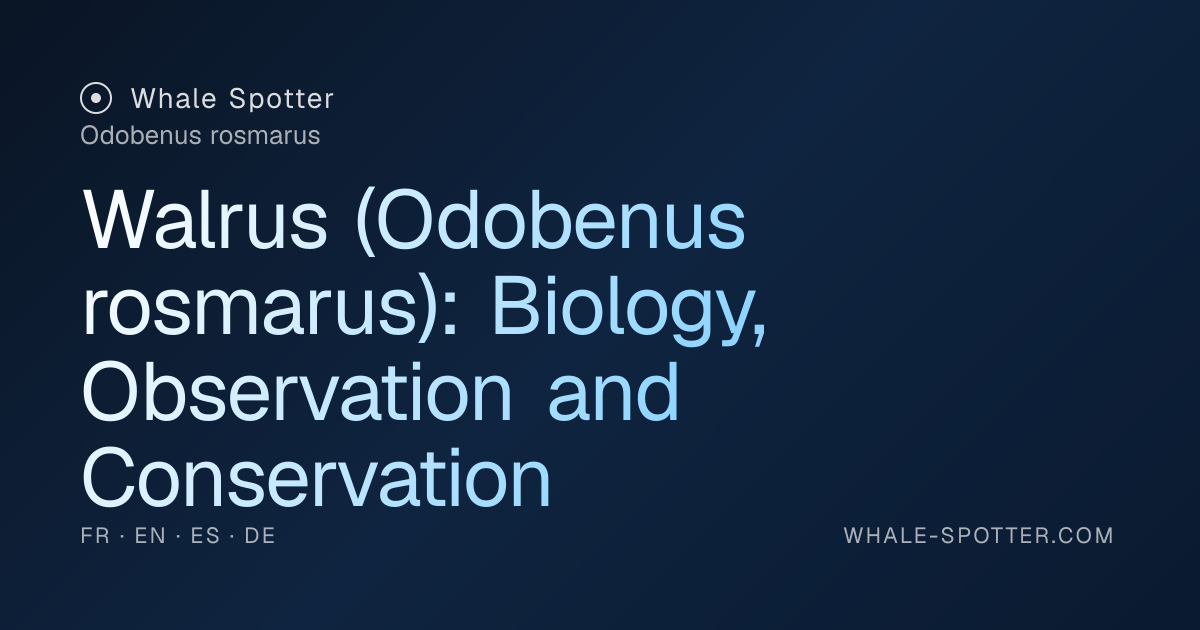 Walrus – Odobenus rosmarus: Observe, Identify, Understand · Whale Spotter