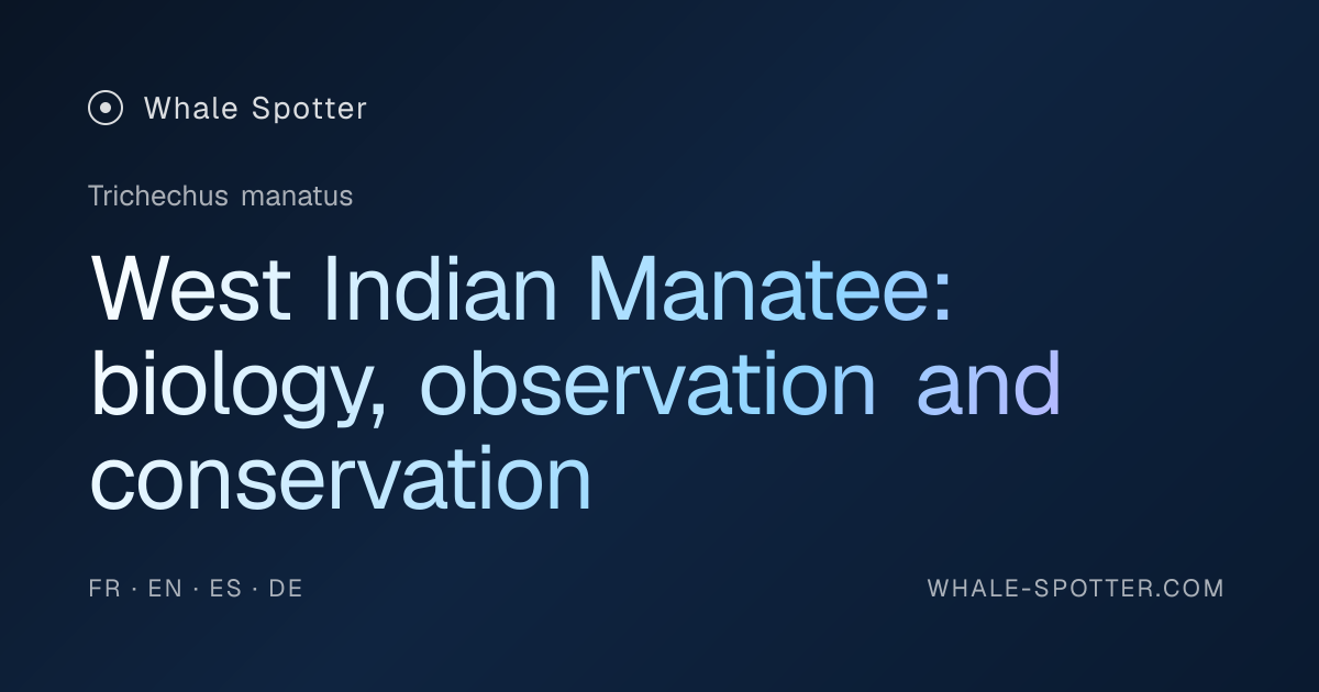 West Indian Manatee: Observe, Identify and Protect · Whale Spotter