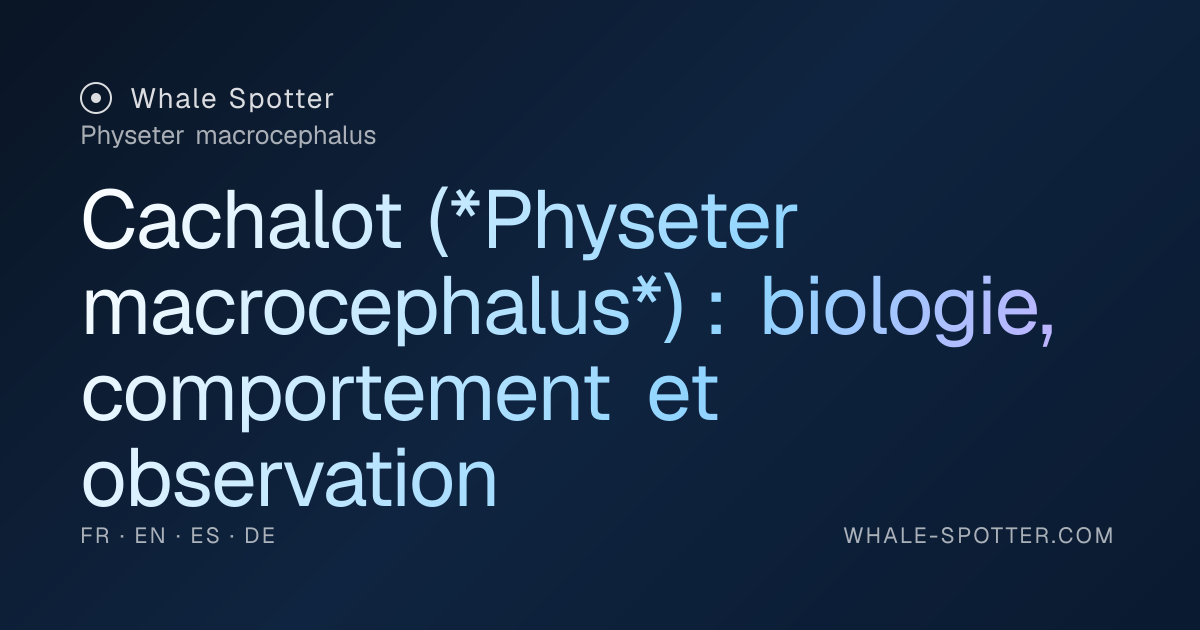 Cachalot : biologie, observation et conservation · Whale Spotter